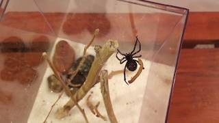 Pet Black Widow L hesperus [upl. by Anauq]