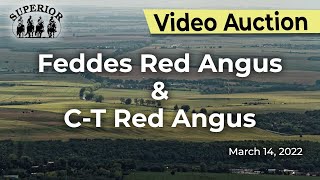 Feddes Red Angus amp CT Red Angus [upl. by Norreht177]