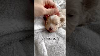 BeforeampAfter‼️Maltipoo puppy growing up video😀puppy cute dog puppyvideos cutedogs [upl. by Nauqyt]