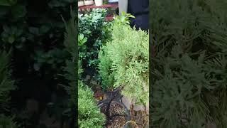 Juniperus chinensis plants garden outdoorplants homedecor morpankhi gardening decor flowers [upl. by Firman536]