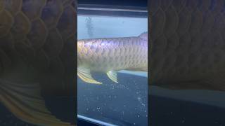 My arowana power blue arowanamalaysia fishaquarium fishtank aquarium [upl. by Anaujahs]