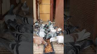 Homing pigeon hobby [upl. by Sophie759]