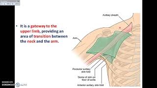 Overview of UL 6  Boundaries of the Axilla  Dr Ahmed Farid [upl. by Charleen]