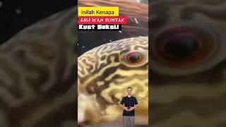 Mengapa Ikan Buntal Punya Gigi Inilah Gigi Ikan Buntal Selengkapnya shorts shortsfeed [upl. by Ahsirk271]