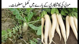 MooleeRadish ki kasht and growing tips How To Radish Harvesting amp Farming White Radish Harvesting [upl. by Onoitna132]