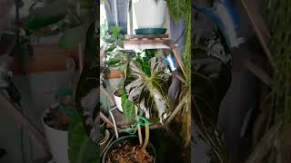 Anthurium 🌿Magnificum Baby 💕 shortsvideo anthuriums anthuriumhybrid anthuriumlove music [upl. by Craven41]