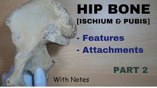 Hip Bone Anatomy  2  Ischium  Pubis  Attachments  Features  Bone Demonstration [upl. by Peyton]