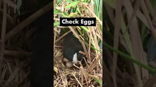 Lonely Mother Bird Incubating Eggs in Floating Nest – Water Bird Protecting Eggs All Day [upl. by Aver]