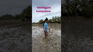 മീൻ പിടിത്തം എങ്ങനെ ഉണ്ട് fishing fishingvideo fishinglife shortvideo kumarakom kottayam [upl. by Adniled]