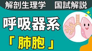 【呼吸器問題解説】肺胞 【解剖生理学・形態機能学】 [upl. by Shushan20]