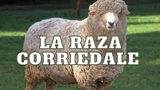 Todo sobre la raza Corriedale 🌱🐏 [upl. by Dominik958]