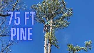 MONSTER 75 foot Pine Tree Removal Process  Start to Finish [upl. by Aitnuahs832]