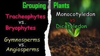 Grouping Plants Monocotyledon vs Dicotyledon [upl. by Ilojne]