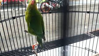 Burung Nuri hijau Gacor  Branjangan Javanica [upl. by Bowles]