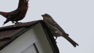 House finch courtship dance [upl. by Sivrat202]