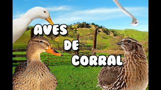 Aves de Corral [upl. by Astrea37]