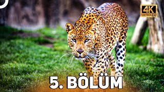 VAHŞİ SERÜVEN 5 BÖLÜM  4K HAYVAN BELGESELİ [upl. by Zarla]