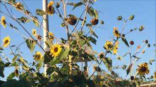 American Goldfinch Feeding On Sunflower Seeds In Our Backyard [upl. by Wallis962]