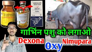 gyabhin pashu lagane par kya hoga  Dexona injection use  oxytetracycline injection  Vet injection [upl. by Coulson]