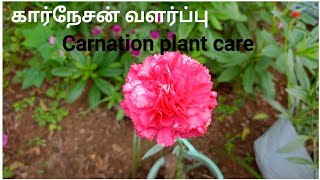 கார்நேசன் பூ செடி வளர்ப்புcarnation plant care [upl. by Thorin]