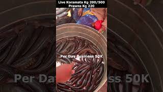 Live Kora Mata Fish Kg 200  500  Prawns Kg 220  కొర్రమీను చేపలు fish viral shortsseafood [upl. by Sheffie597]