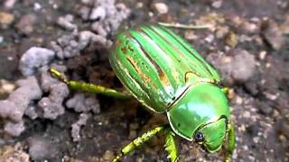 Glorious Scarab of Bisbee [upl. by Gaulin]