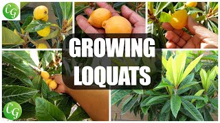 Fruit Trees  Loquat Cultivation Grow the Best Loquats in Your Garden 🌳🍊 [upl. by Murphy911]