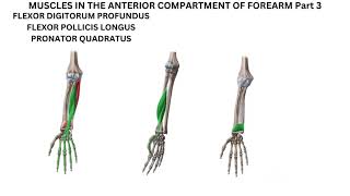 Flexor digitorum profundus flexor pollicis longus and pronator quadratus [upl. by Kendrick]