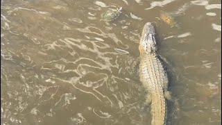 ASMR Feeding Animals Crocodiles  Alligators and Turtles at the River  Tina Lee [upl. by Arracat]