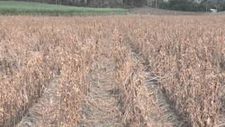 Legume residue management in sugarcane [upl. by Apple]