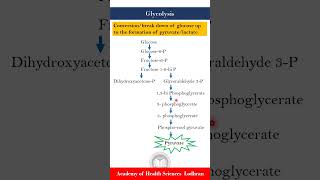 Glycolysis Carbohydrate metabolism [upl. by Mauve]