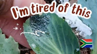 How to get rid of the Aphids  Only 3 ingredients needed  South Africa [upl. by Aicac975]