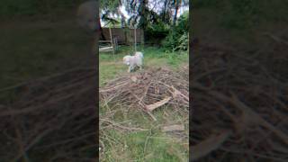 Livestock Guardian Dog At Work [upl. by Colbert]