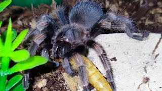 Mexican red knee sling feeding branchypelma hamorii [upl. by Ereveneug918]