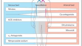 Medicinal chemistry of Vasodilators [upl. by Tereb653]