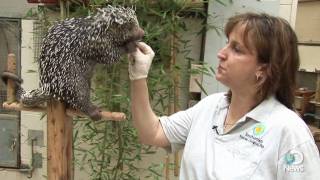 Prehensiletailed Porcupine [upl. by Eanram]