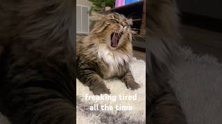 tired all day from doing absolutely nothing 😂 funny catshorts funnycats funnycat funnycatvideo [upl. by Jarita935]