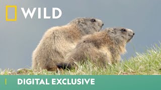 Marmot Prepares For Hibernation  Winter Wonderland  National Geographic Wild UK [upl. by Tips871]