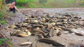 Nice Day  I find fishes for food in evening at rice field after start growing rice in canal [upl. by Krissy]