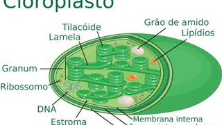 Tudo Sobre Cloroplastos em Poucos Minutos  Resumo ENEM Biologia [upl. by Bajaj]