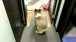 Wiggle Wiggle Corgi [upl. by Butch]