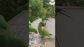 Indian Ringneck Parrot Food Feeding Shorts 156  parrot [upl. by Russo789]