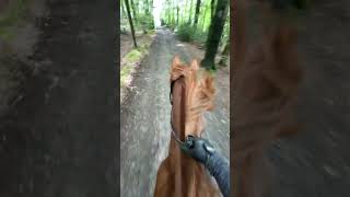 Freiheit 🤍 horse marinaschuster equestrian pferde horsefan horsegirl trend ausreiten [upl. by Suivatna]