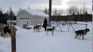 Sled Dogs Barking at Erablière du Cap Inc [upl. by Carli344]