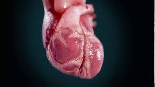 3D Human Heart  Heartbeat animation with sound effect [upl. by Weinstock]