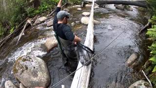 Nice trout on the Taggerty River [upl. by Murray944]