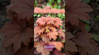 Justins Top 100 Plants Heuchera [upl. by Crawley]