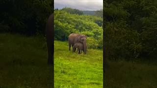 Wild Animal documentary Gentle Giants Elephant mother amp Baby in Kabini Forest elephantcorridor [upl. by Savina]