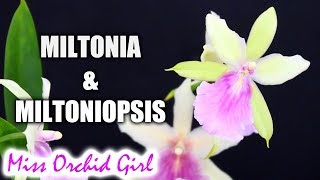 About Miltonia amp Miltoniopsis Orchids and their hybrids [upl. by Sorilda956]