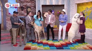 Perros de razas gigantes  PerrosPremier en el programa Arriba la tarde [upl. by Ahsahtan]